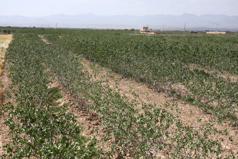 Rows of pistachio trees in a Bardeskan orchard, Iran
