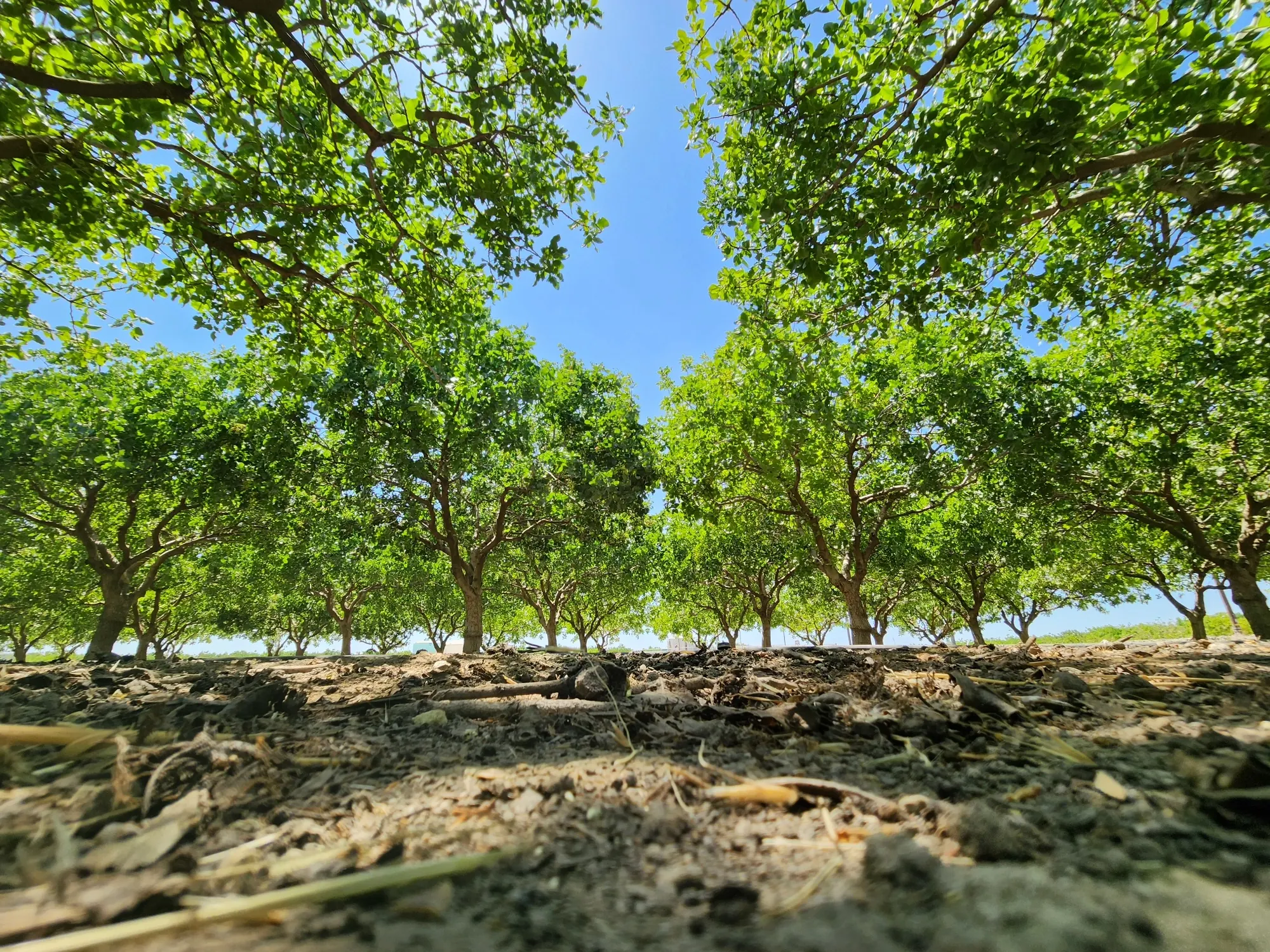 Sunlight through rows of mature pistachio trees in an orchard