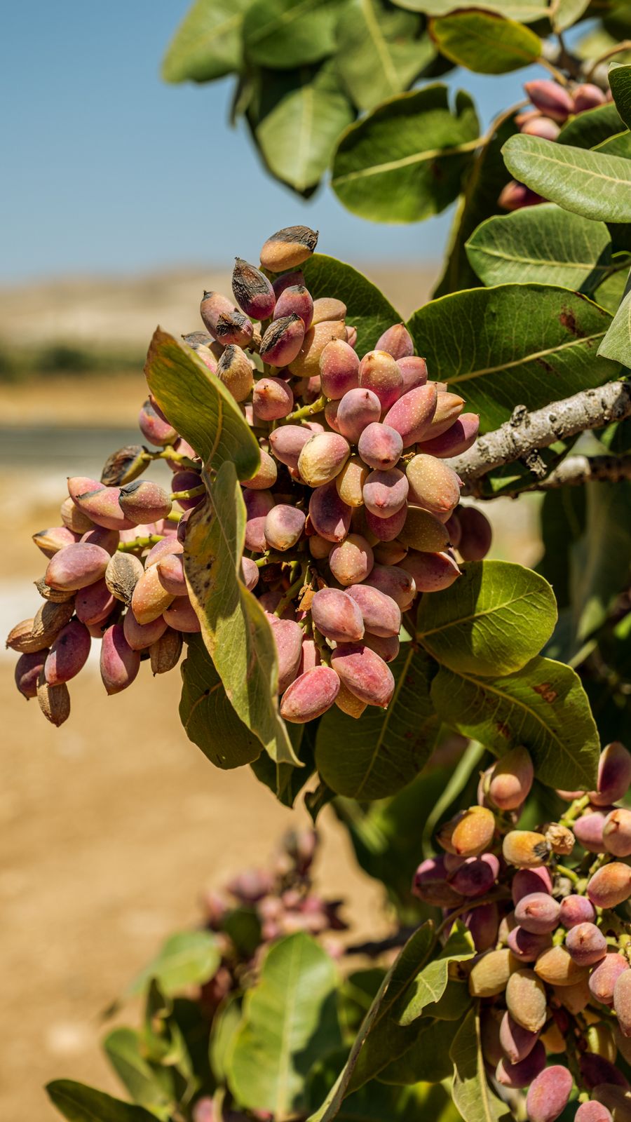Pistachio fruit growing in clusters on a leafy branch